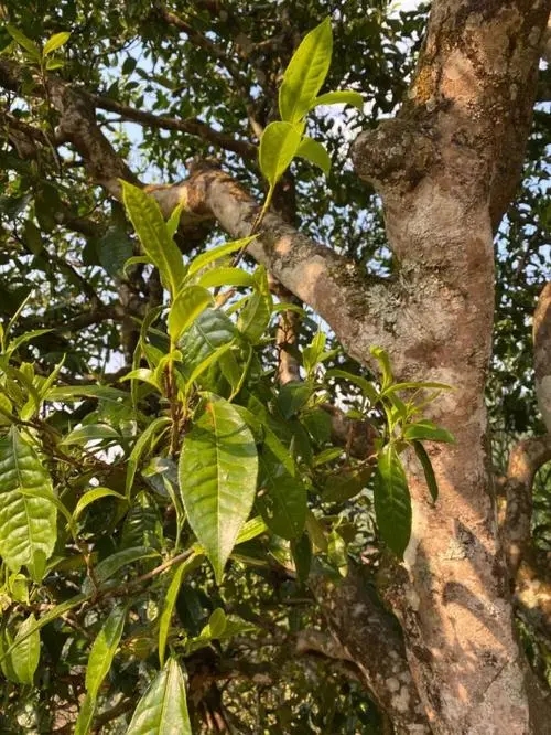 易武高桿 普洱長頸？