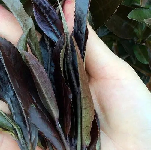 普洱茶中有一種叫“紫芽茶”的是怎么回事？