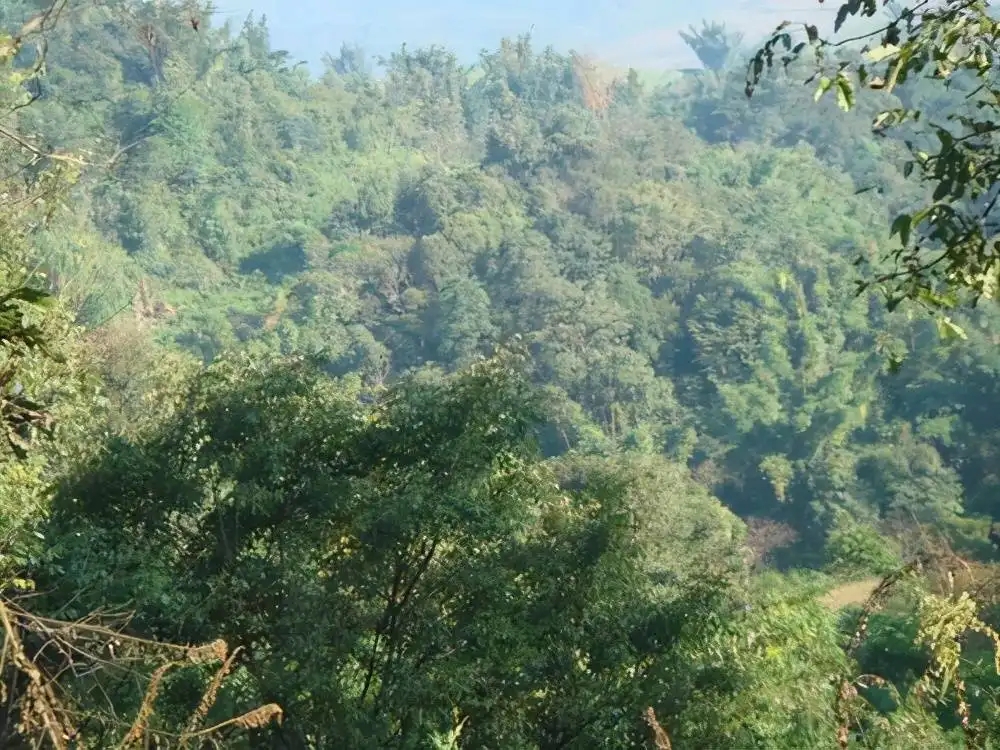 茶山紀實：再進犀牛塘，不一樣的感覺；菁瑤可以預見的豐收年