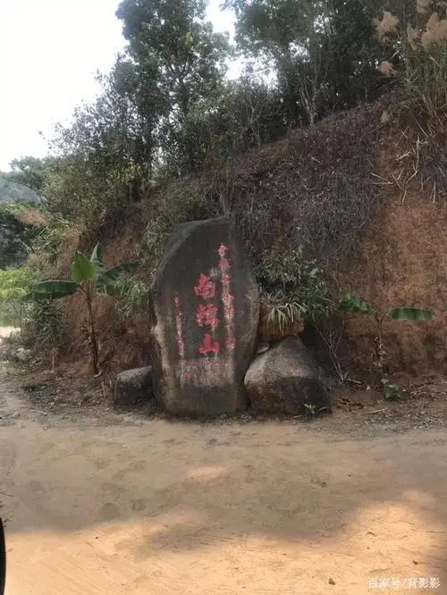 古茶第一村”，你見過這樣的茶樹嗎？