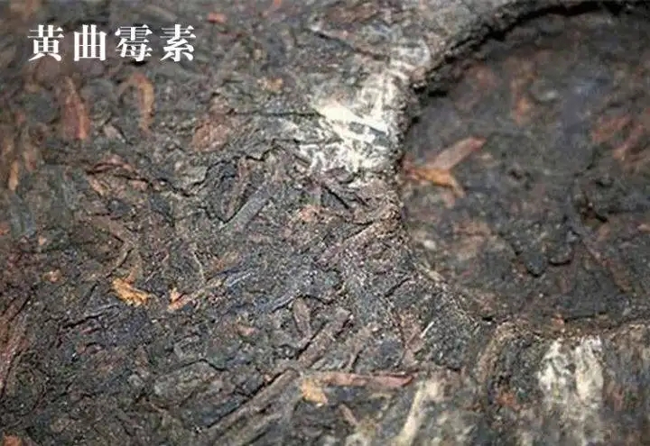 普洱茶有黃曲霉毒素，喝了會(huì)致癌？不黑不吹，咱用事實(shí)說話