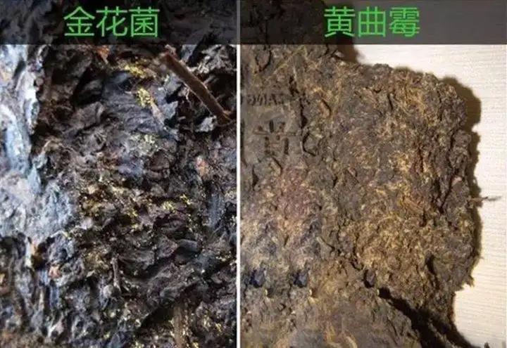 從普洱茶致癌論說開，再談普洱茶與黃曲霉毒素的關系。
