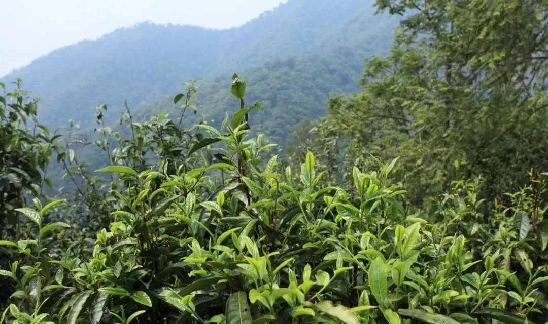 古樹茶的價(jià)值和意義在哪里？