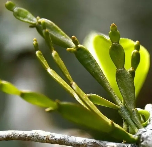 “螃蟹腳”是什么？