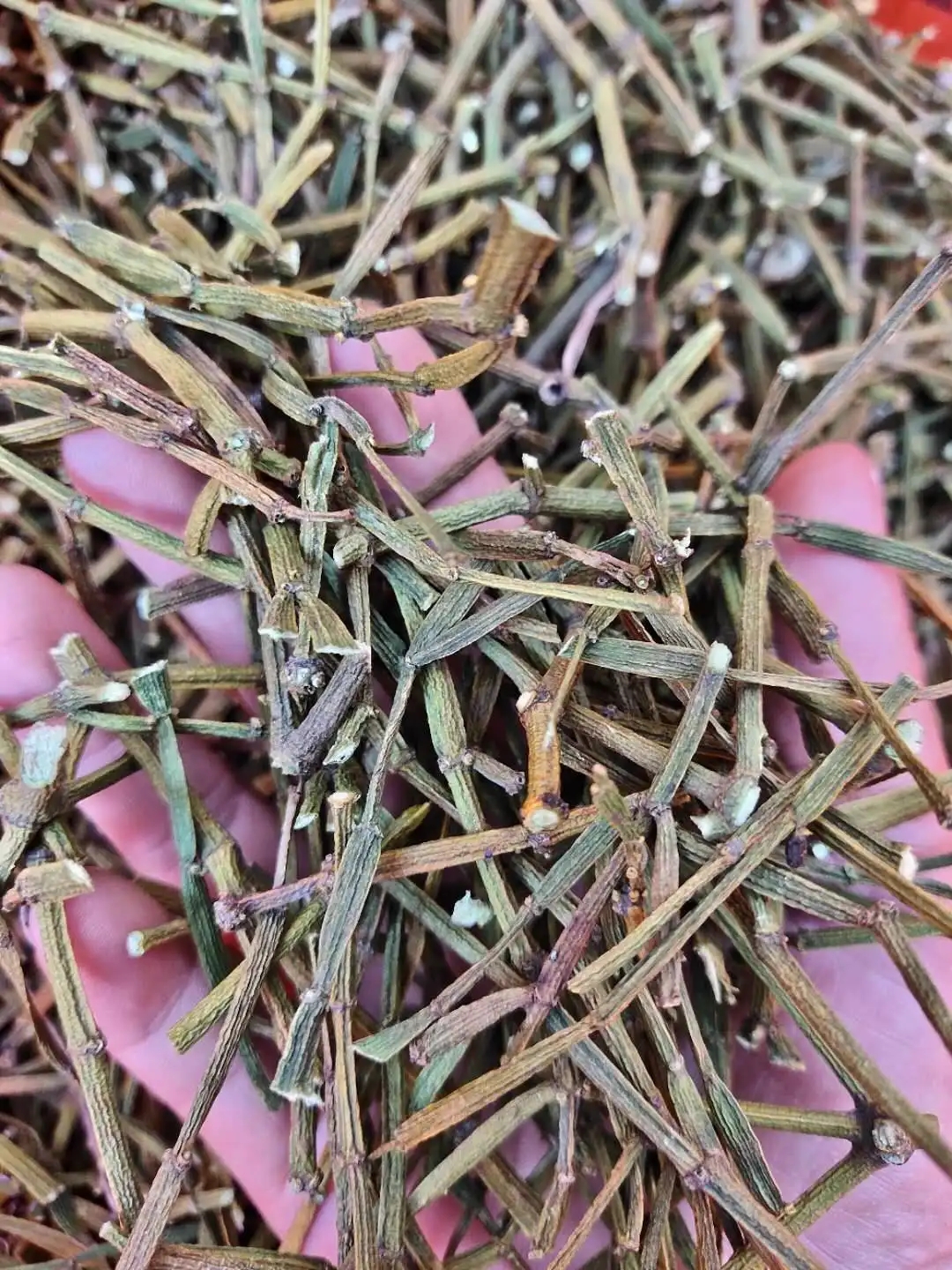 干貨 | 什么是茶界的螃蟹腳？