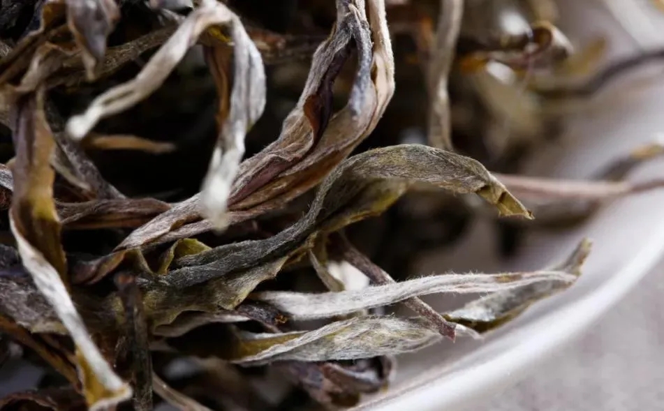 普洱茶樹生長(zhǎng)的海拔越高，品質(zhì)就越好嗎？