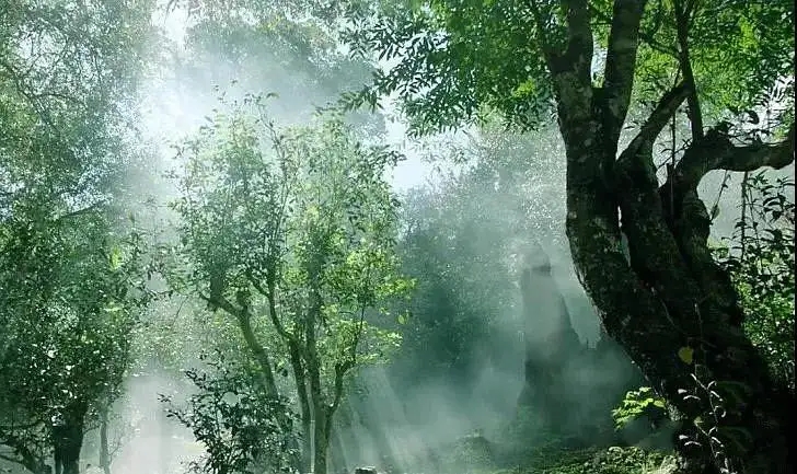 獨(dú)有神韻的瀾滄景邁古樹(shù)茶！