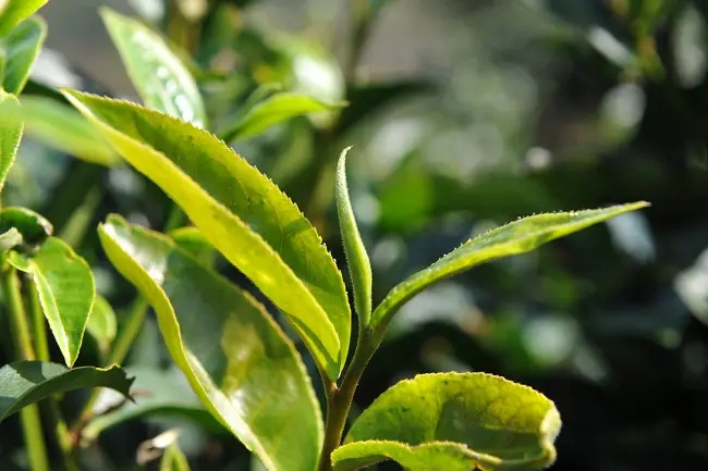 普洱茶“山野氣韻”如何形成？