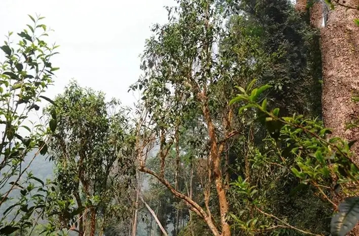 易武白茶園 | 量少珍稀古樹茶、易武茶中的佼佼者~香揚水柔有內質