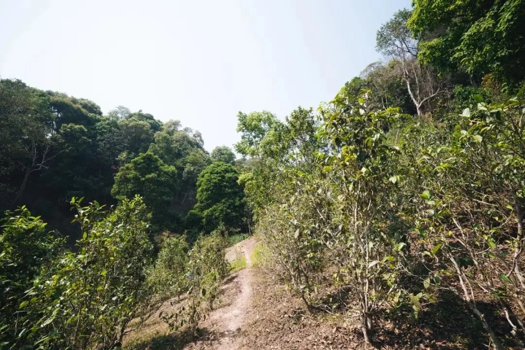 易武荒韻， 秘境白茶園