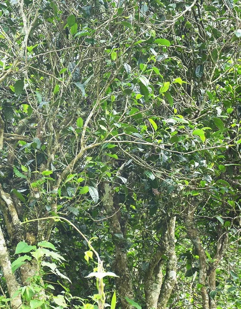 香竹箐：千年的觸摸，穿越時空的證明