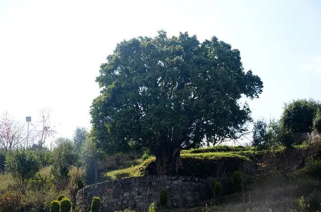 香竹箐 鳳慶名山古樹
