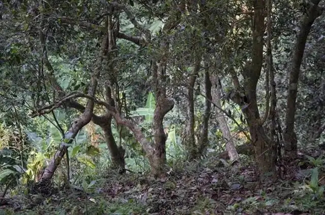 一山一味，山頭茶存在的意義究竟是什么？