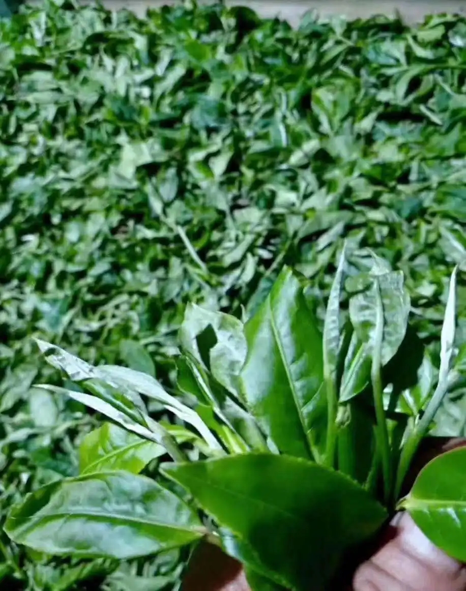 【答疑解惑】關(guān)于勐庫大葉種，你了解多少？