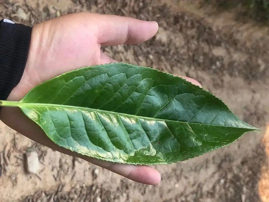 【茶百科】勐庫(kù)大葉種的適制性。