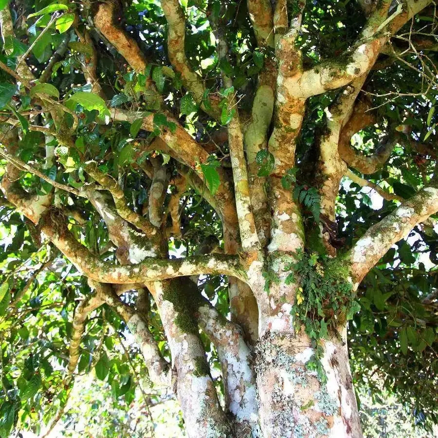 來自易武秘境的至味臻品！氣韻強勁，余韻深邃，一口喚醒你的味蕾~