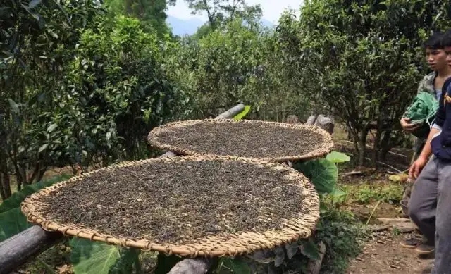 顛覆認知！普洱茶的傳統(tǒng)工藝究竟是什么？