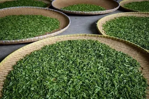 傳統(tǒng)普洱茶殺青工藝原理，專家們是這樣說的