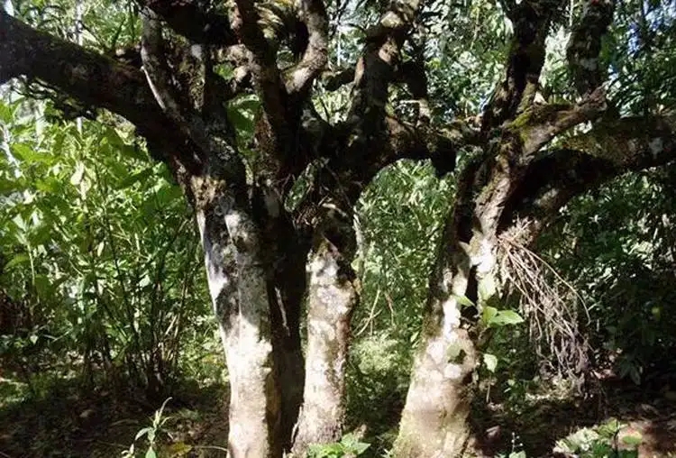 揭秘|云南省古樹茶面積與產量