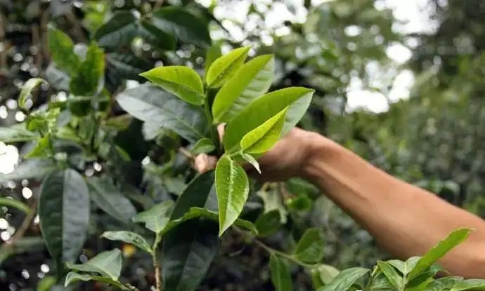 云南大葉種和小葉種是一個(gè)品種嗎？?jī)烧哂泻蝺?yōu)勢(shì)？