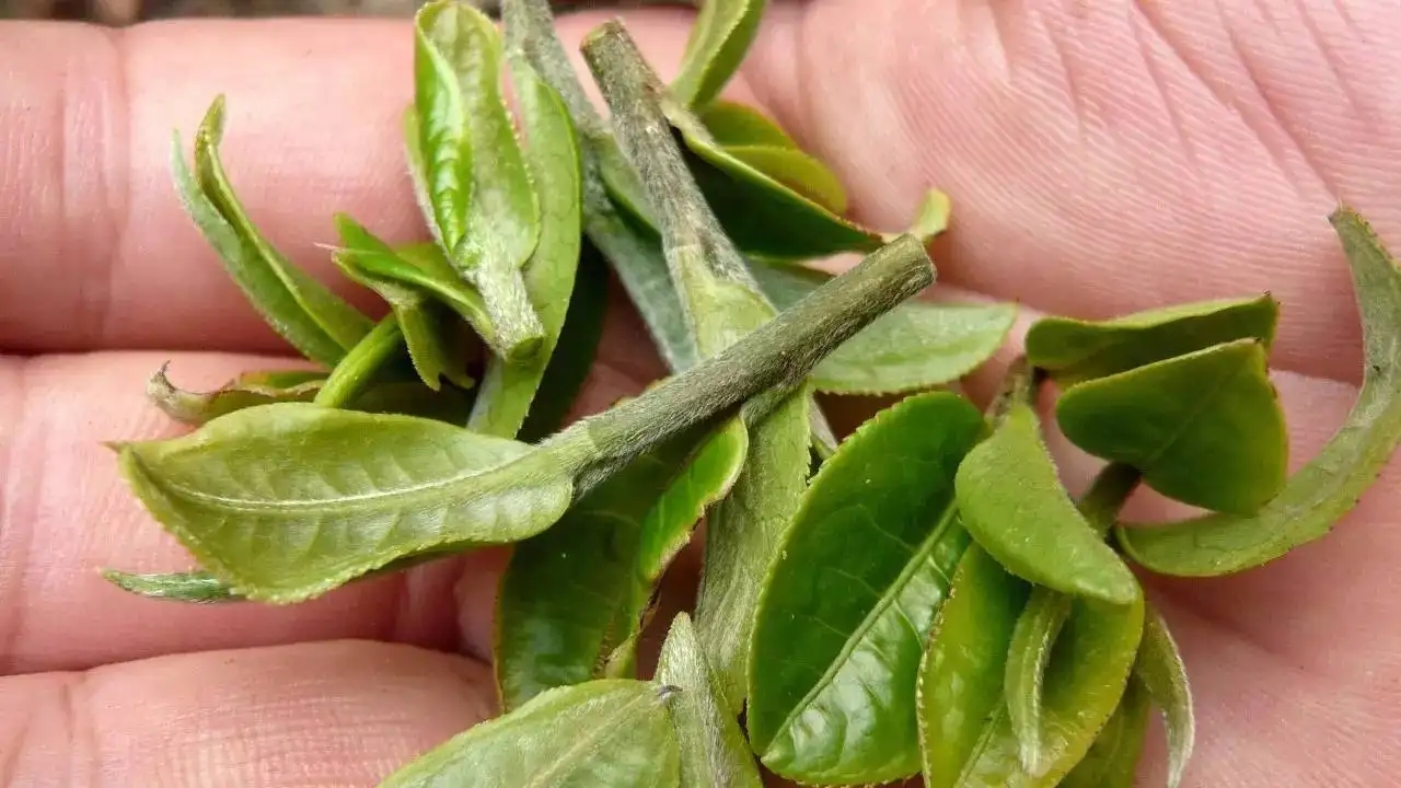 云南大葉種曬青毛茶，是什么茶？