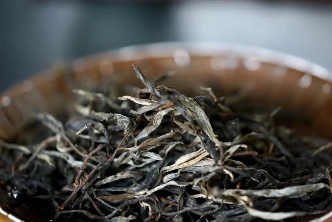 2023年老班章古樹春茶口感！