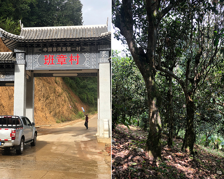 2023年新班章古樹春茶品質(zhì)怎么樣？