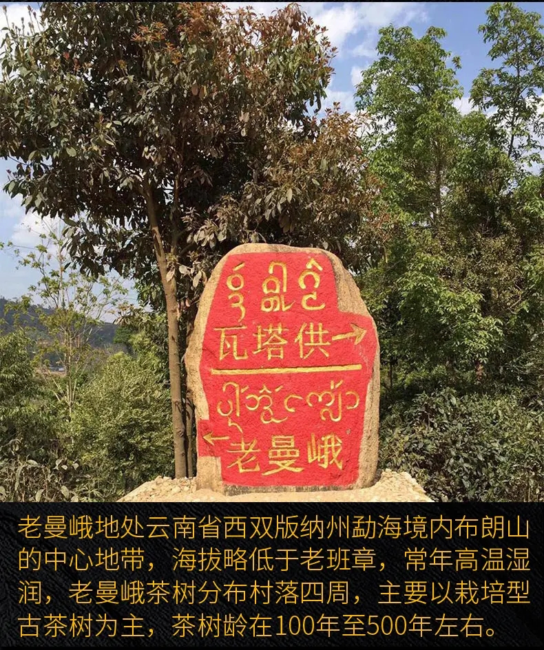 2023年老曼峨古樹春茶口感？