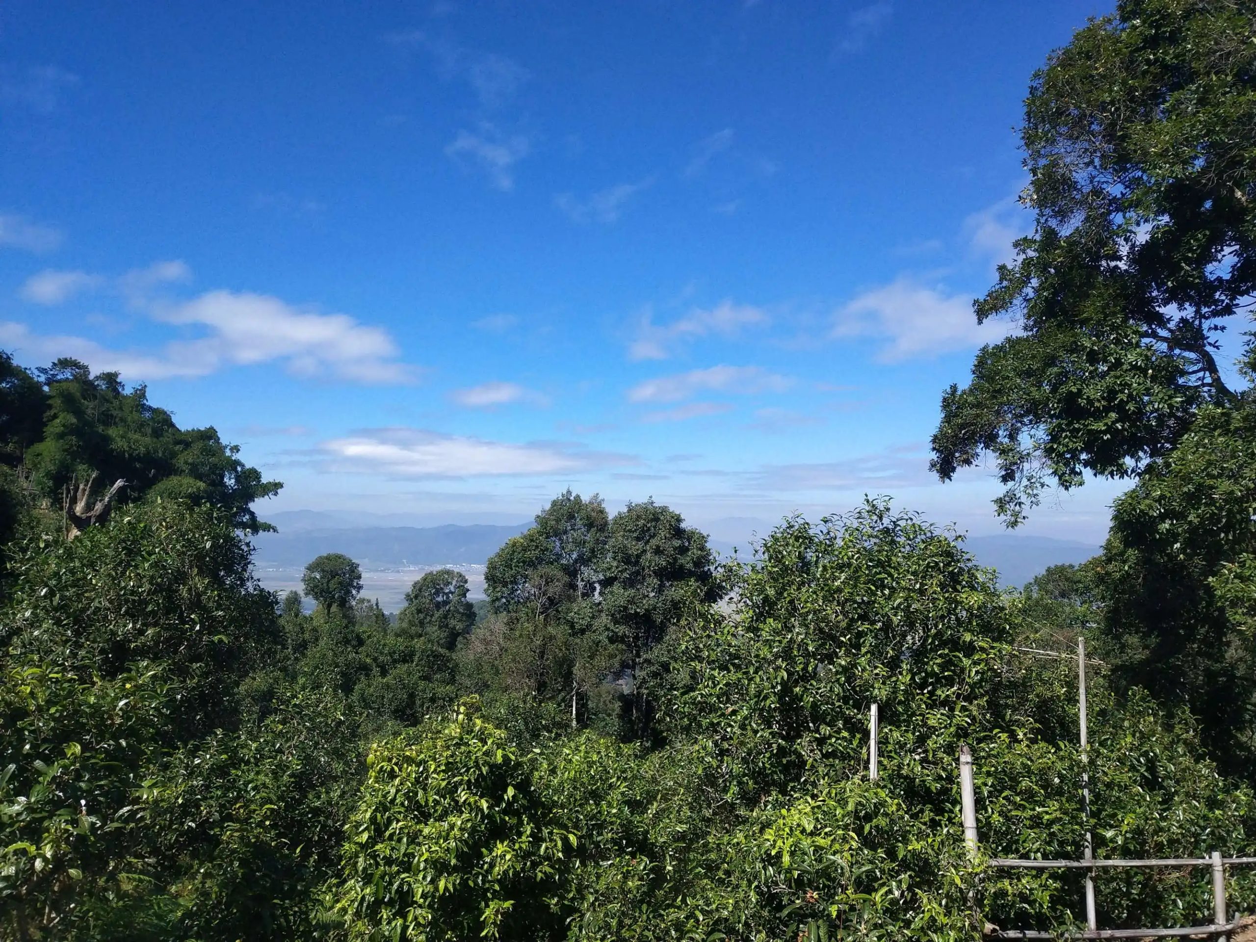 2023年廣別老寨古樹(shù)春茶特點(diǎn)是什么？