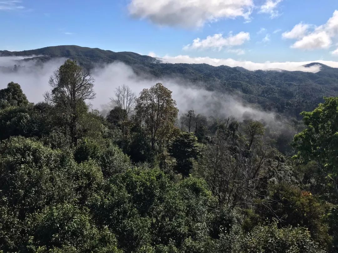 2023年賀開古樹春茶特點(diǎn)是什么？