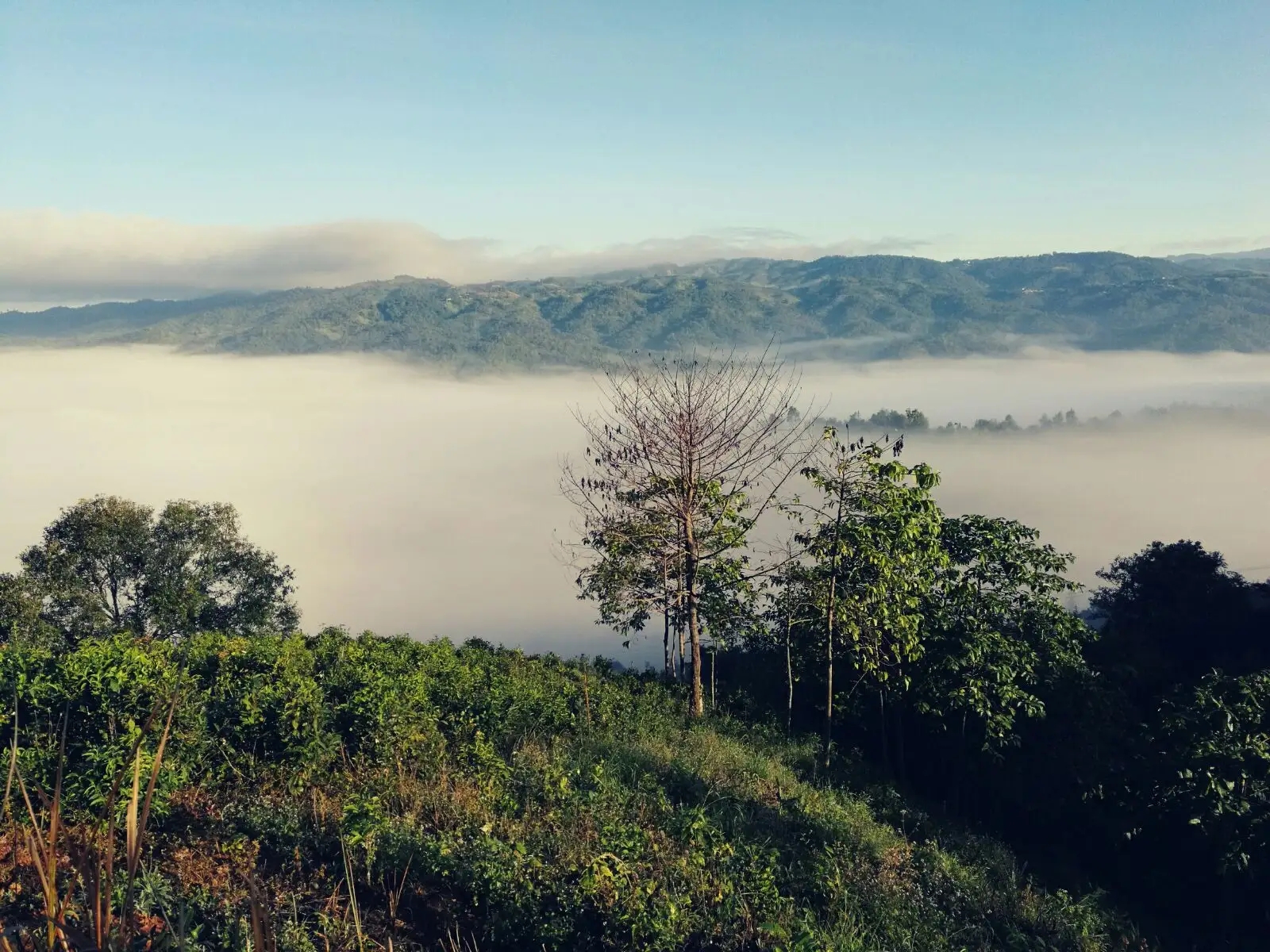 2023年賀開古樹春茶價(jià)格是多少?