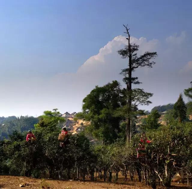 2023年賀開(kāi)古樹(shù)春茶多少錢(qián)一公斤？