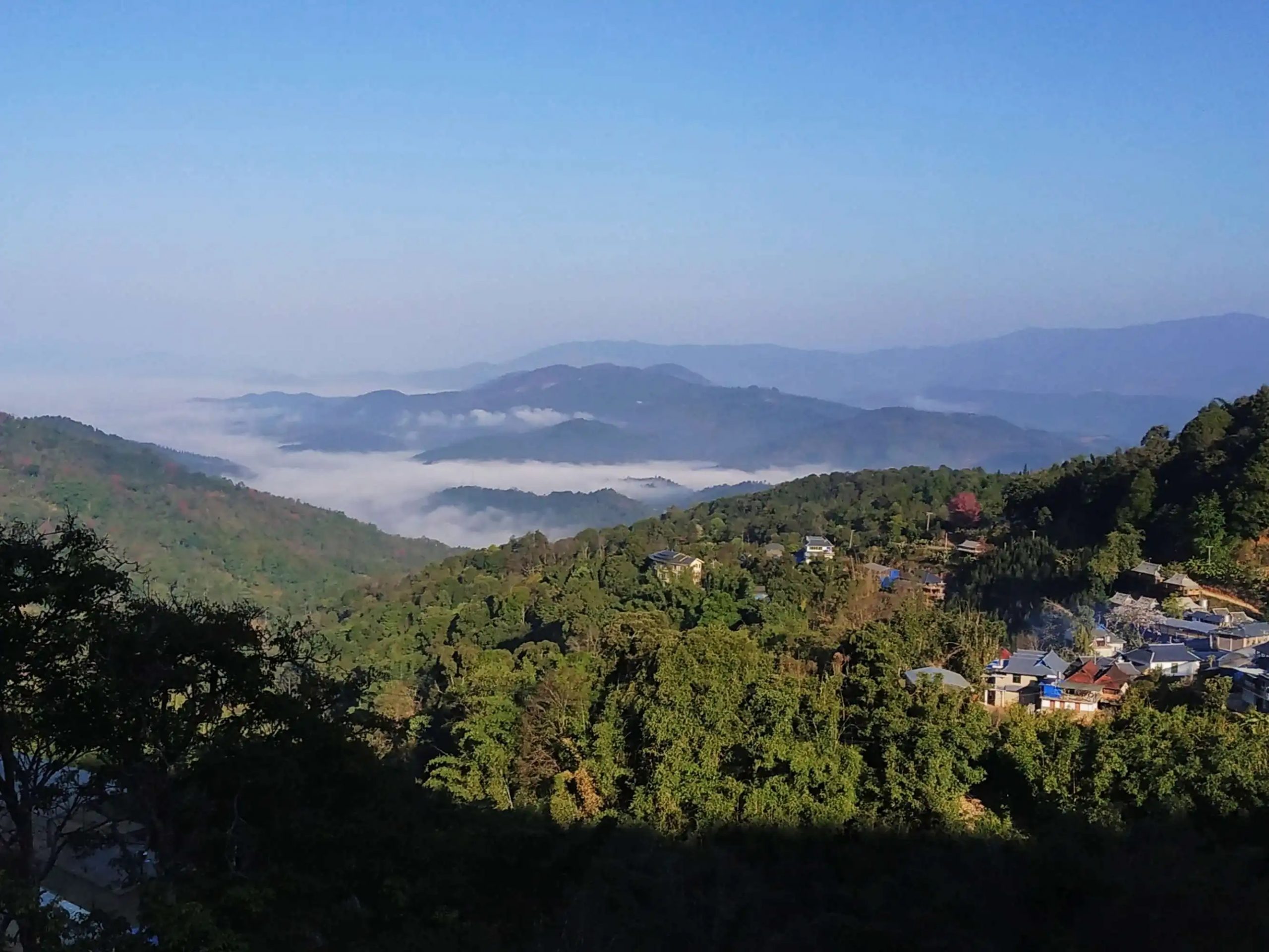 2023年南糯山古樹春茶口感如何？