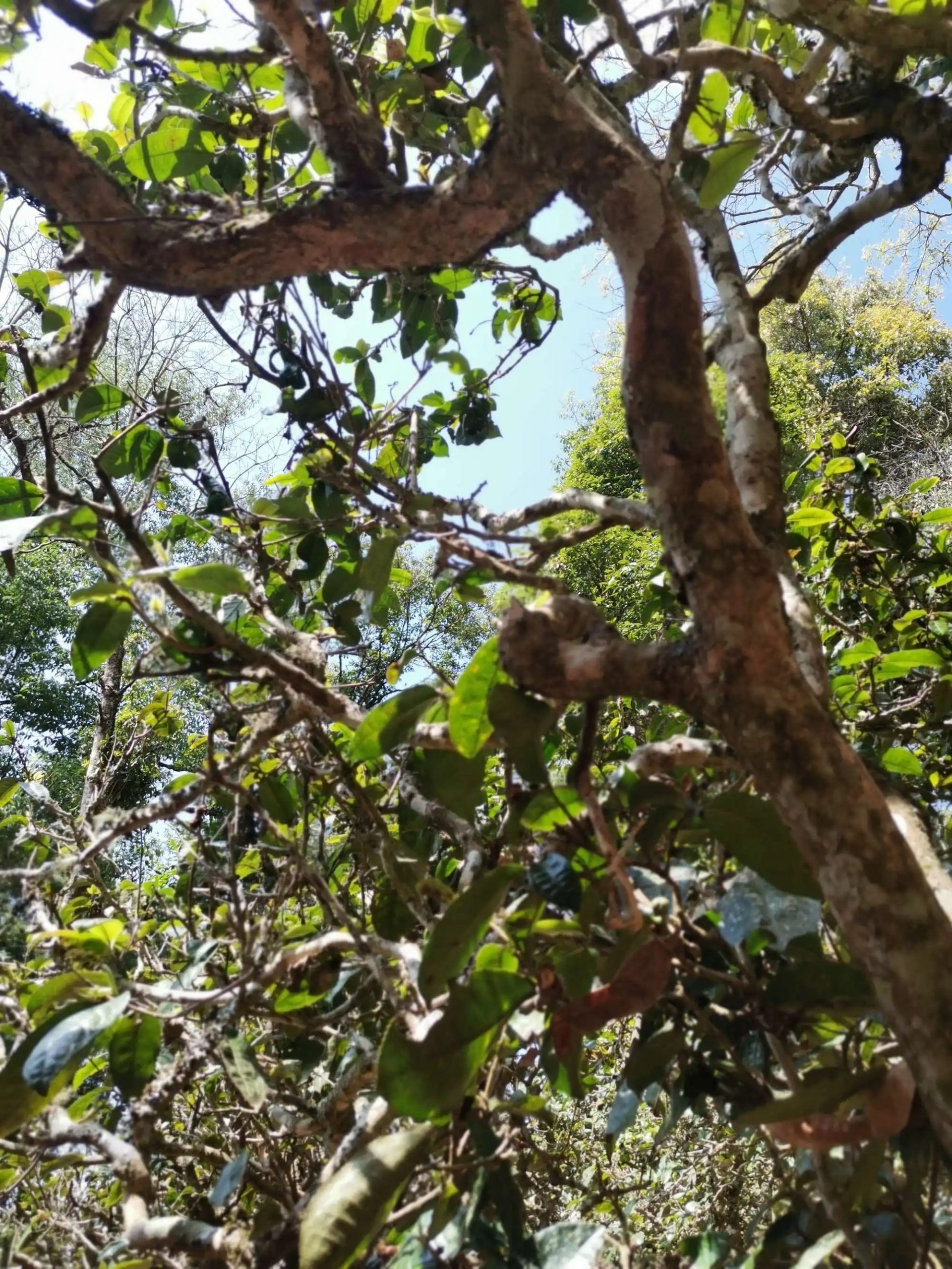 2023年那卡古樹(shù)春茶特點(diǎn)是什么？