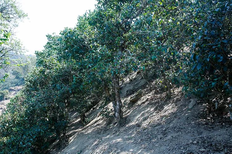 2023年那卡古樹(shù)春茶價(jià)格是多少？