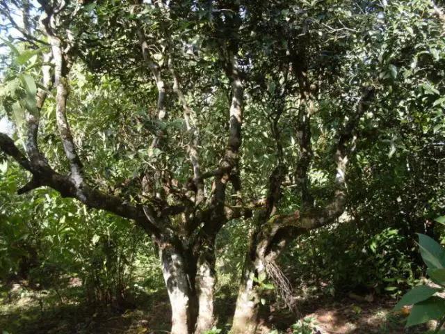 2023年保塘老寨古樹春茶多少錢一公斤？