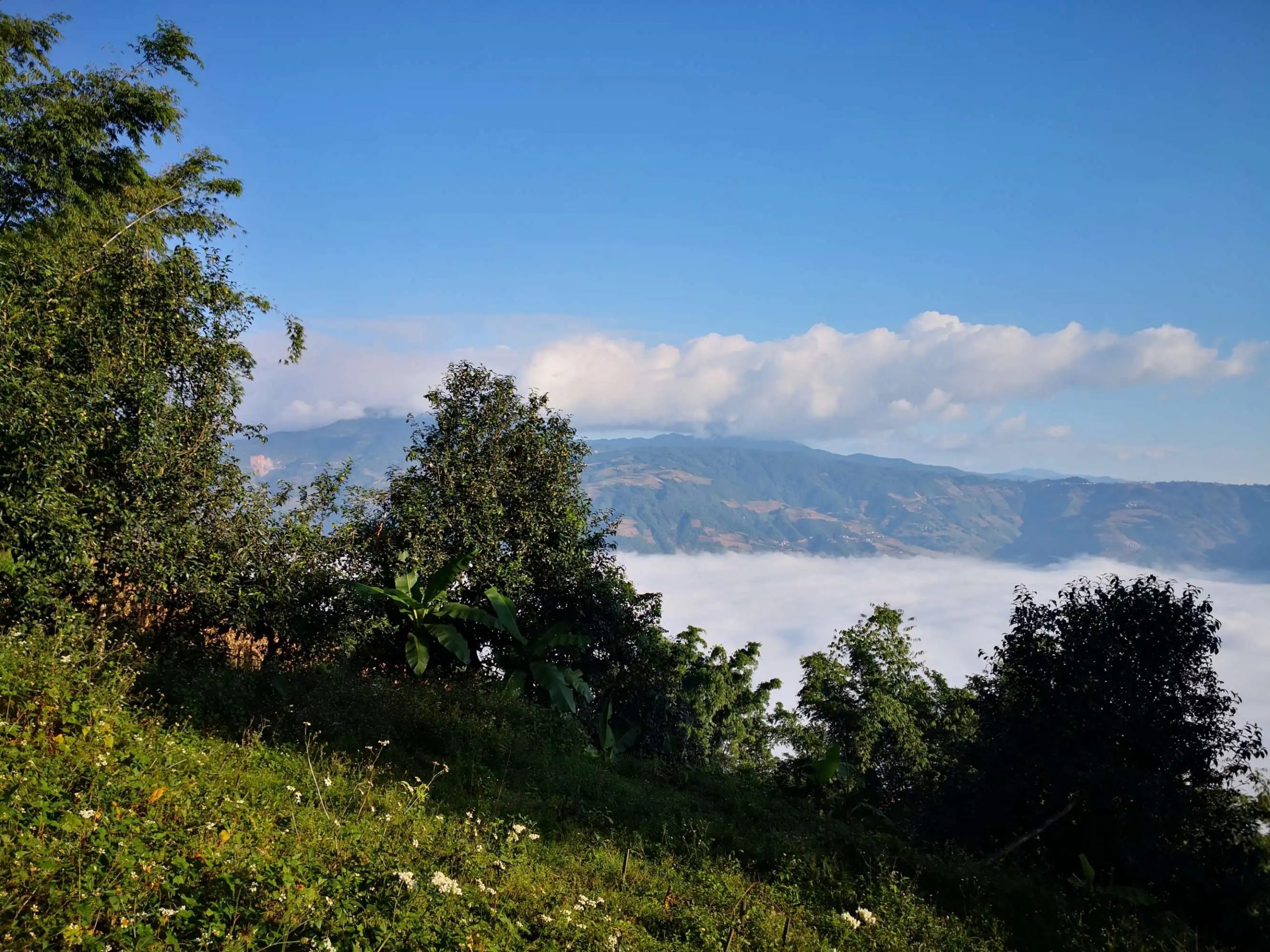 2023年邦崴古樹 春茶品質(zhì)如何？