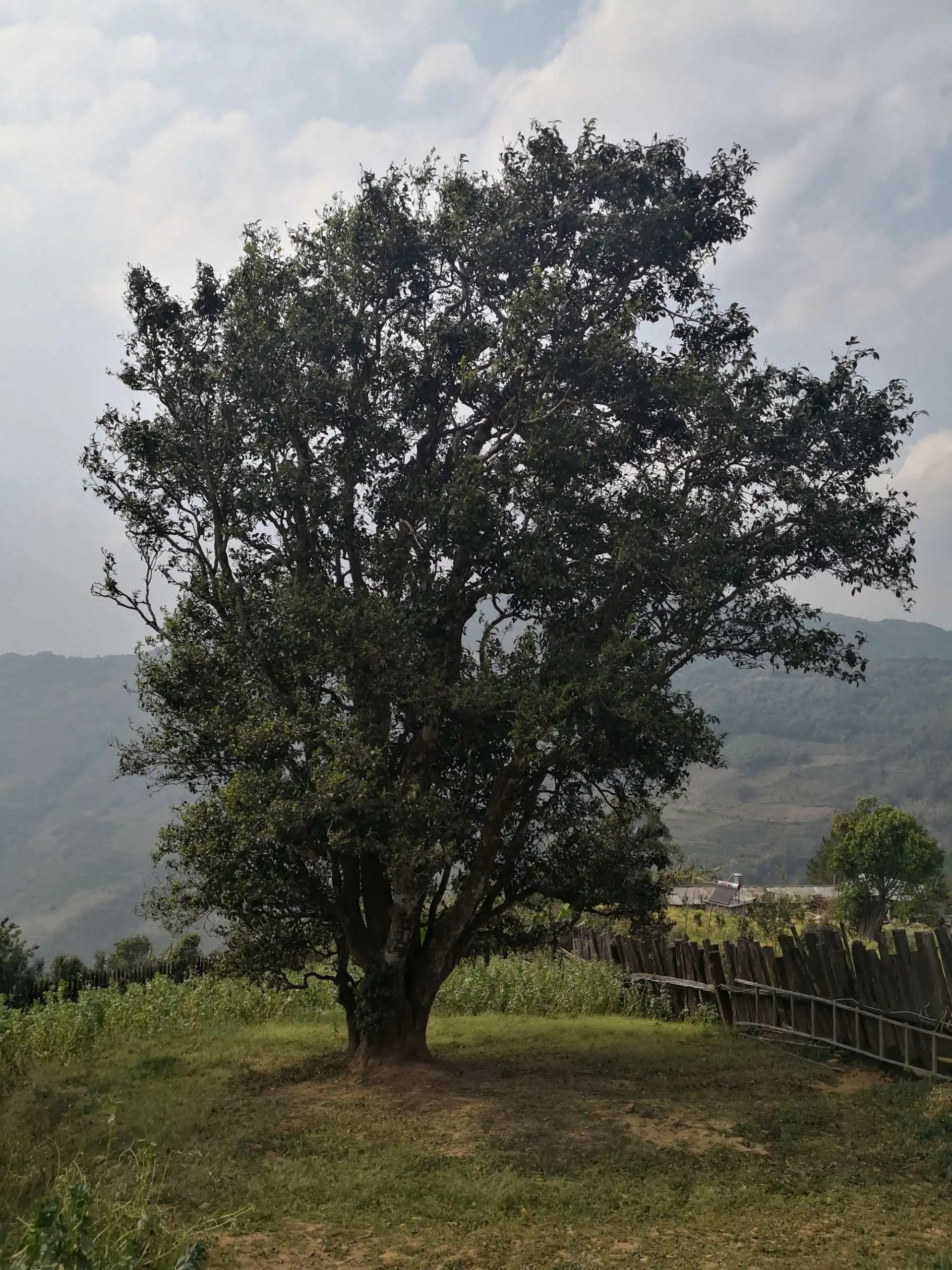 2023年邦崴古樹(shù)春茶口感怎么樣？