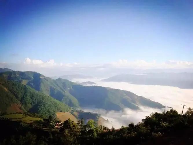 2023邦崴古樹(shù)春茶特點(diǎn)是什么？