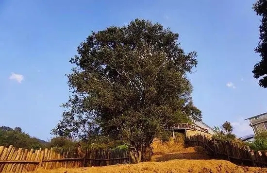 2023年邦崴古樹(shù)春茶價(jià)格多少？