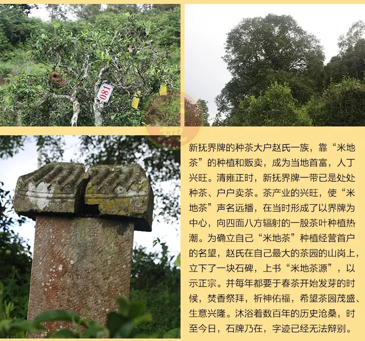 2023迷帝古樹春茶品質(zhì)如何？