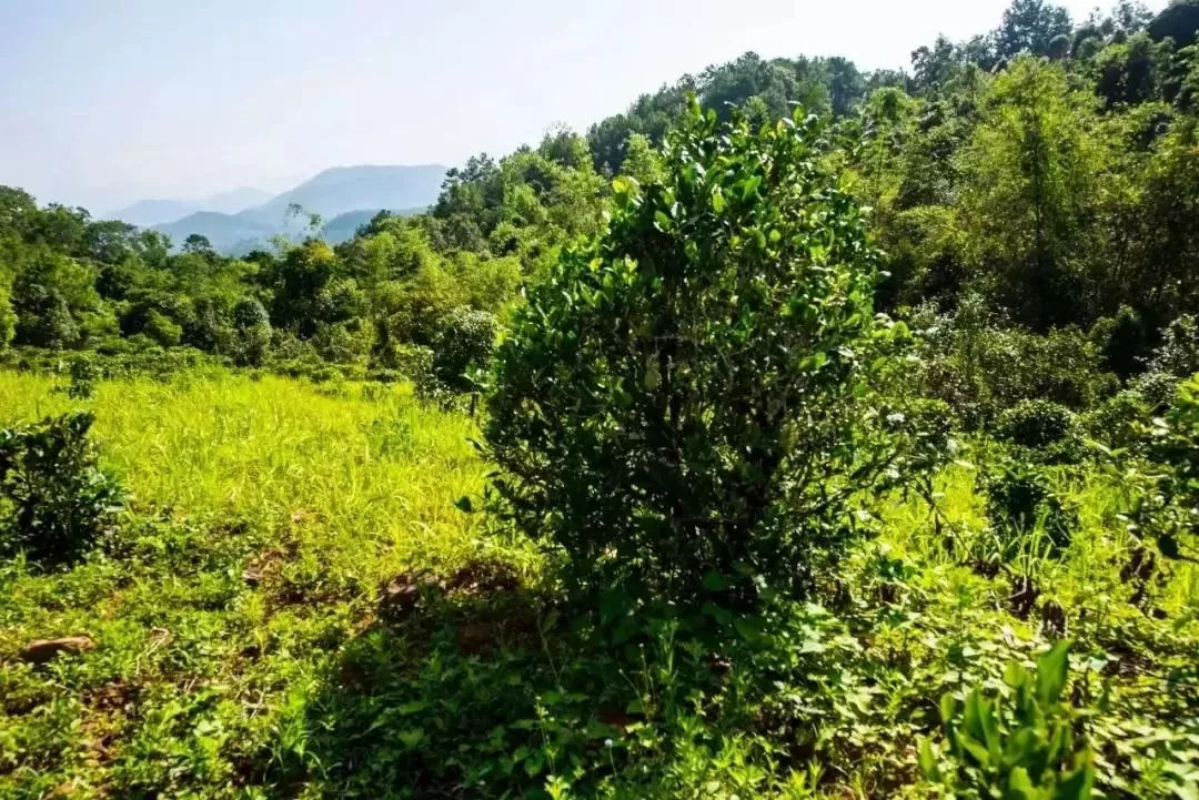 2023年迷帝古樹春茶特點(diǎn)是什么？