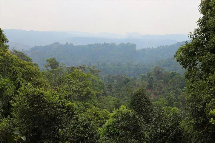 2023苦竹山古樹春茶口感怎么樣？