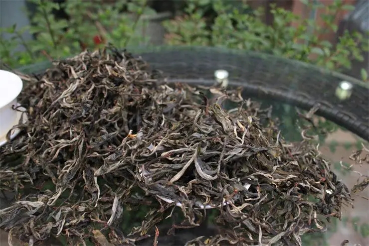 2023冰島古樹春茶品質(zhì)如何？