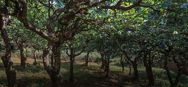 2023年小戶賽古樹春茶品質(zhì)怎么樣?