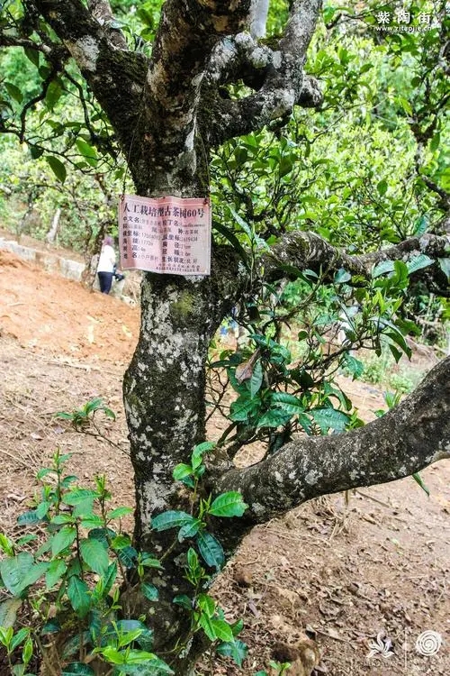 2023年小戶賽古樹春茶特點(diǎn)是什么？