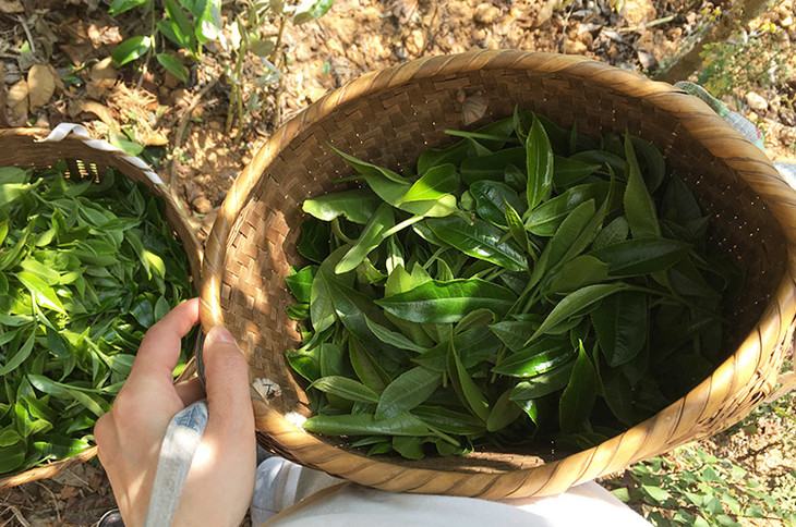 2023小戶賽古樹春茶價格是多少？