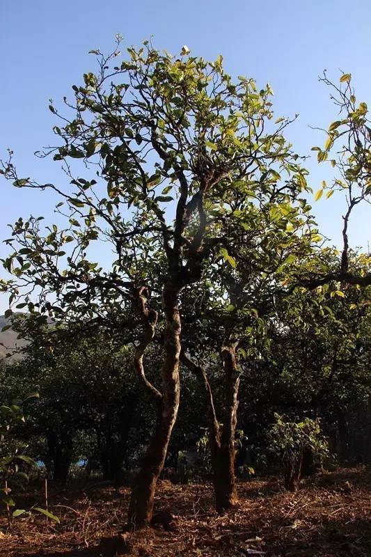 2023年小戶賽古樹春茶多少錢一公斤？