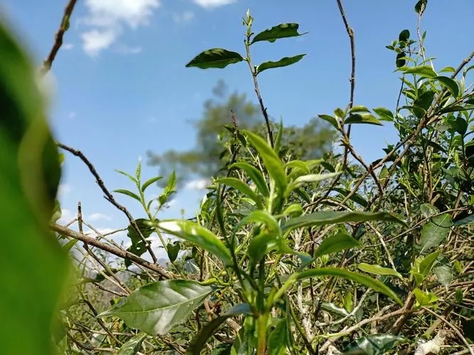 2023年昔歸古樹春茶價格是多少？