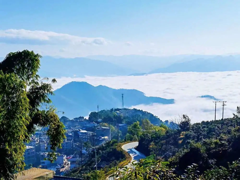 2023年邦東古樹春茶品質(zhì)如何？